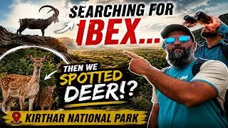 Thumbnail: Searching for Ibex… Then We Spotted Deer ?| Kirthar National Park | Whispers of Sindh | EP 11
