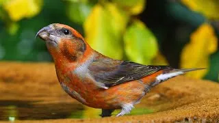 Thumbnail: Autumn British Birds Bathing
