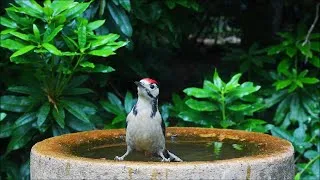 Thumbnail: Summer British Birds Bathing
