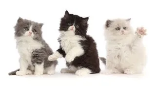 Thumbnail: Adorable Kittens Slow mo Fun time