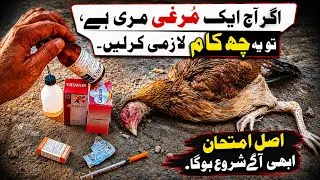 Thumbnail: ⚠️ Chicken Death Alert | Save Your Chickens in Summer – Do These 6 Things Now!