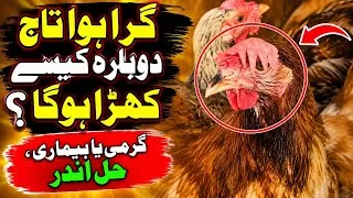 Thumbnail: Murghi Ka Taj Gir Gaya? Summer Heat Ya Bimari? | Easy Solution in Urdu