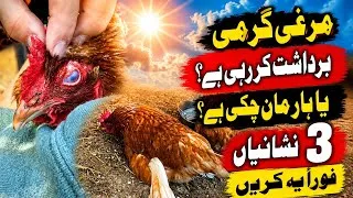Thumbnail: Save Your Hens in Summer | Garmi Mein Murghiyon Ki 3 Warning Signs & Easy Solution