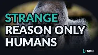 Thumbnail: The Strange Reason Only Humans Have This Nose