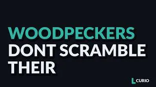 Thumbnail: Why Woodpeckers Don't Scramble Their Brains