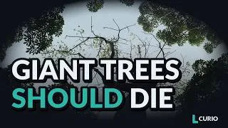 Thumbnail: Why Giant Trees Should Die of Thirst (But Don't)
