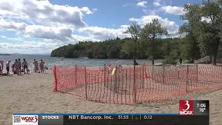 Thumbnail: Snapping turtles to hatch soon at North Beach
