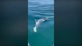 Thumbnail: Shark snatches striped bass from boys off Cape Cod