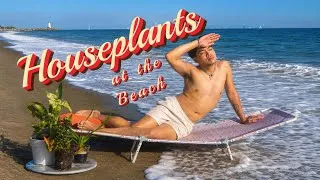 Thumbnail: Repotting Houseplants at the Beach