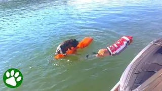 Thumbnail: Desperate Monkey's Dramatic Water Rescue
