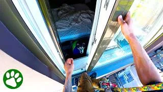 Thumbnail: Hero Climbs Across Balconies to Rescue Trapped Husky🙏🥹