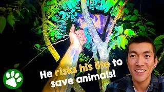 Thumbnail: Kind Climber Risks his Life to Save Animals in Need🥹❤️
