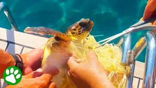 Thumbnail: Helpless Turtle Thanking His Rescuers after Saving Him!🥹❤️