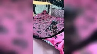 Thumbnail: Bringing Home Our Tiny Chihuahua Puppy 🤍 Her First Day Home