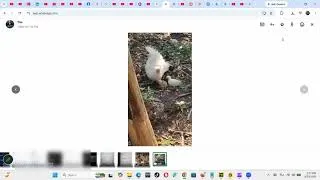 Thumbnail: WhatsApp Web Not Downloading Videos? Here's the Fix | Download Option Not Showing