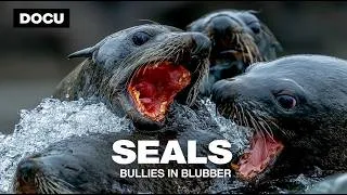 Thumbnail: NATURE DOCUMENTARY | Seals - Bullies in Blubber (Wild Survival & Rivalries) 🦭