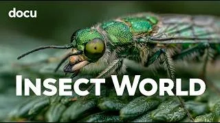 Thumbnail: INSECT WORLD (Hidden Micro Kingdoms Revealed – Full Nature Documentary) 🐜