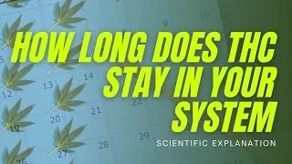 Thumbnail: How long does THC stay in the system? (Science Exapleined)