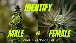 Thumbnail: How to tell the sex of a Cannabis Plant? (Science Exapleined)