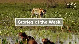 Thumbnail: Jaguar Conservation & How Quantum Computing Impacts Data Security | WEF | Stories of the Week