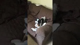 Thumbnail: Doggie Wrestlin’