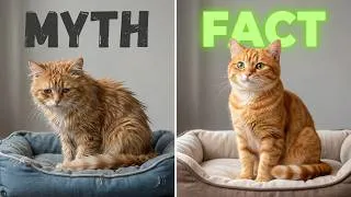 Thumbnail: Stop Raising Cats if You Still Believe These Myths!