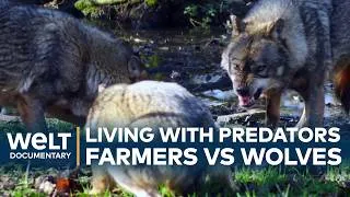 Thumbnail: Wolves vs farmers: coexistence and conflict in modern Europe