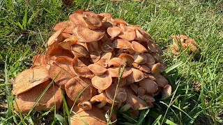 Thumbnail: Ringless mushroom, เหัดนำ้เผี้ง,เหัดขอน
