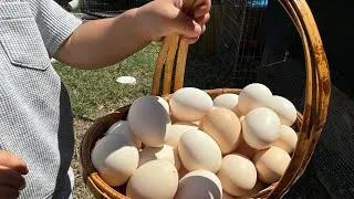 Thumbnail: Pick more eggs this morning!! So many eggs already!