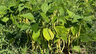 Thumbnail: How to keep your Wax beans,pick vegetables, Garden,nature blackberries.เก็บถั่วขี้ผึ้งคะ.De ntau