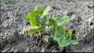 Thumbnail: Farming, everything in my garden is getting sprouted|farmers life| ทำไร่, ເຮັດສວນ, ua teb nyob Meka