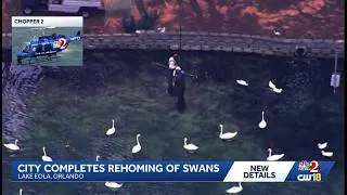 Thumbnail: Orlando completes relocation of all Lake Eola swans, city says