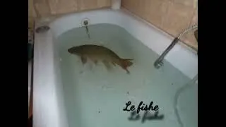 Thumbnail: Le fishe - Full Version