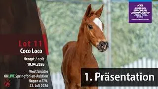 Thumbnail: Fohlen-Auktion Hagen Präsentation Lot 11 Coco Loco Hengst v. Comme il faut NRW - Dominator Z