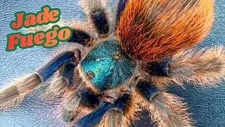Thumbnail: The Most Expensive Tarantula (A. Moorea) 