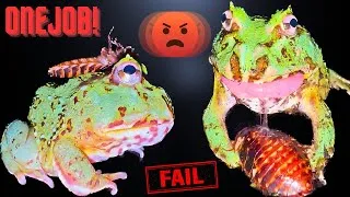 Thumbnail: This Frog was Born WITHOUT A BRAIN!!!