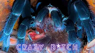 Thumbnail: She ATE him!!!