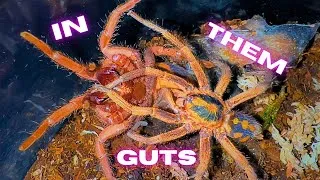 Thumbnail: Catching Tarantulas in 4k!! 😏