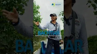 Thumbnail: How an aquaculture farmer is restoring mangroves in Indonesia