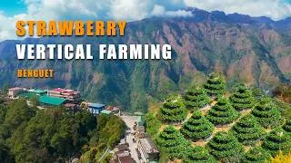Thumbnail: Kakaibang Taniman ng Strawberry, Makikita sa Isang Bayan sa Benguet