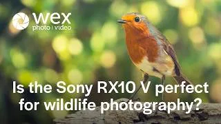 Thumbnail: Is the Sony RX10 V perfect for wildlife photography?