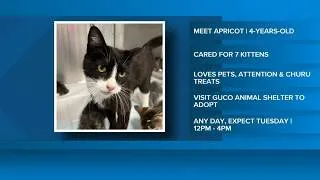 Thumbnail: 2 The Rescue | Meet Apricot!