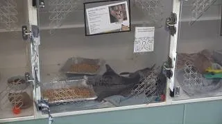 Thumbnail: Guilford County Animal Shelter caring for hundreds more pets than normal
