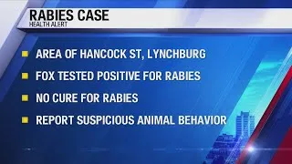 Thumbnail: Lynchburg: Rabies warning issued after fox test comes back positive