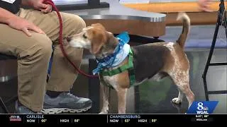 Thumbnail: WGAL PAWS AND PALS 8126