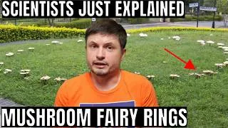 Thumbnail: 2026 Study Finally Explains Why Mushroom Fairy Rings Form