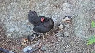 Thumbnail: This Is The Most Precious Thing.  The Love Of A Hen For Her Chicks 🐥🐤