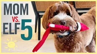 Thumbnail: MOM VS. ELF ON THE SHELF #5  - The END?!