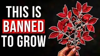Thumbnail: 8 Plants That Are Illegal to Grow in Some States | Plants You CAN'T Grow in America