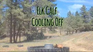 Thumbnail: Staying Cool!!! -  Elk Calf Summer Splash! #elk #wildlife #conservation